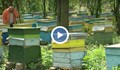 Близо 400 пчелни кошера в Русенско са отровени