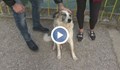 Младежи спасиха куче от водите на Тунджа