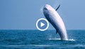 Край Мексико заснеха бял кит - албинос