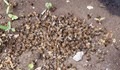 Изтровиха с химикали пчелите в Добруджа