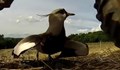 Птица се изправя срещу комбайн, за да спаси малките си
