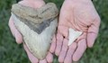 Ученичка намери огромен зъб от мегалодон