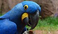 Папагалите от анимацията Рио вече са изчезнал вид