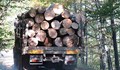 WWF и Интерпол погват незаконния дърводобив