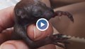 Спасиха две бебета катерички в Русе