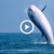 Край Мексико заснеха бял кит - албинос