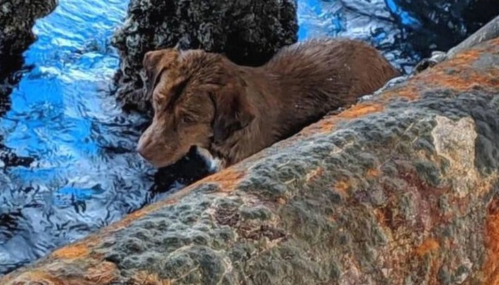 То било покрито със сол от морската вода и много изтощено То било покрито със сол от морската вода и много изтощено