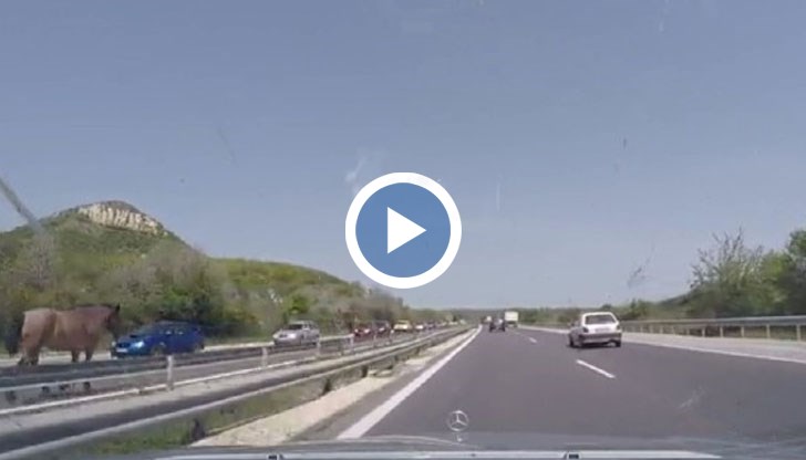 В натоварения трафик днес животното беше забелязано в платното в посока Шумен