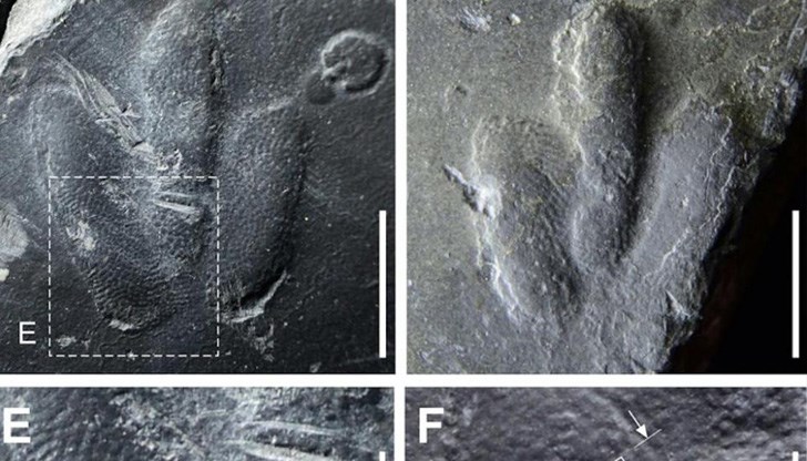 Те са на следи от стъпки на теропода Minisauripus