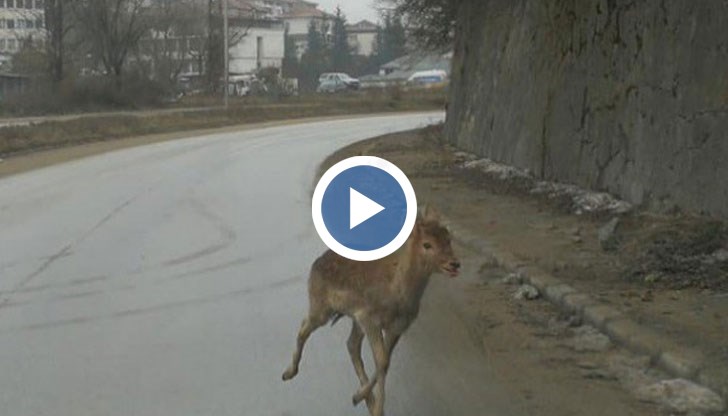 Тя се е заклещила в метална ограда