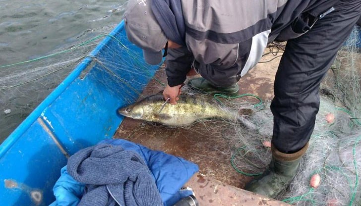 Спасиха над 100 килограма риба