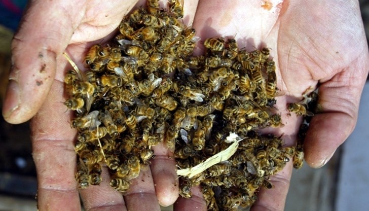 На 6-7 места тази година в Добричка област има загинали пчелни семейства
