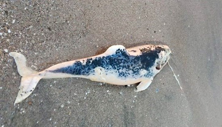 Част от морските бозайници са загинали от силно замърсената вода