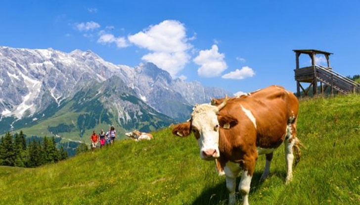 След като туристка беше стъпкана до смърт от стадо крави правителството реши да издаде предписание за поведението на посетителите, които не са запознати с особеностите на тези животни