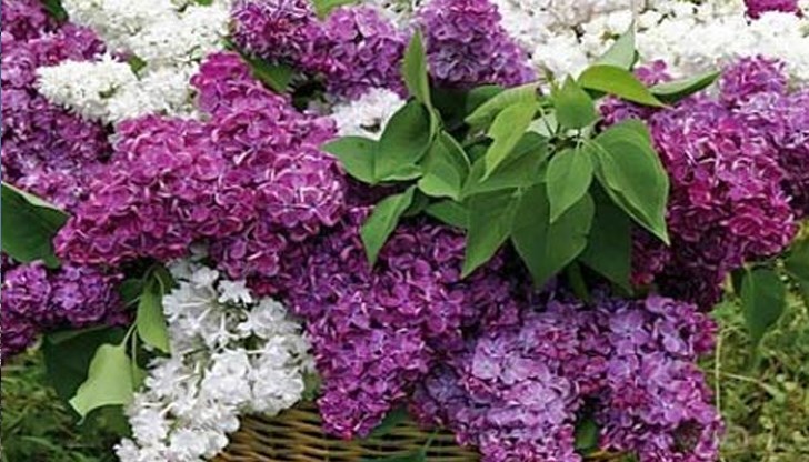 Цветовете на люляка се използват за лечение на бъбречни заболявания, кашлица, болки в ставите и др.