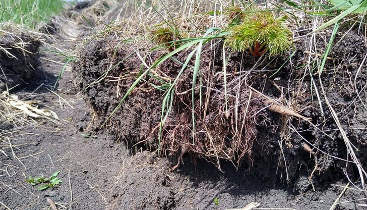 Защитеното цвете ще бъде окончателно унищожено, поради липса на управленски мерки