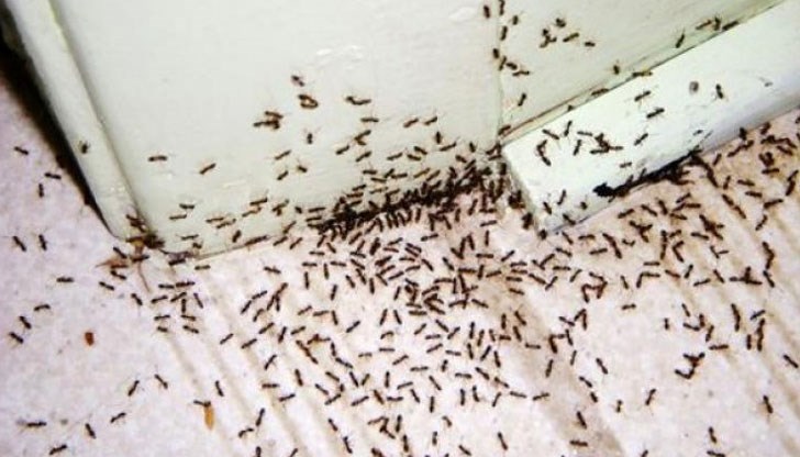 Това изпитано средство ще ви спаси само за 1 нощ - вечерта залагате капана, а на сутринта ги изривате с лопатата Това изпитано средство ще ви спаси само за 1 нощ - вечерта залагате капана, а на сутринта ги изривате с лопатата