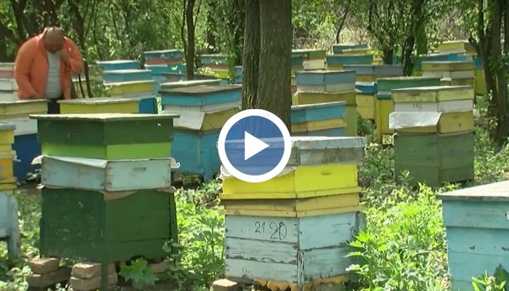 Местни пчелари сигнализират за незаконно третиране на рапица в района на село Тетово