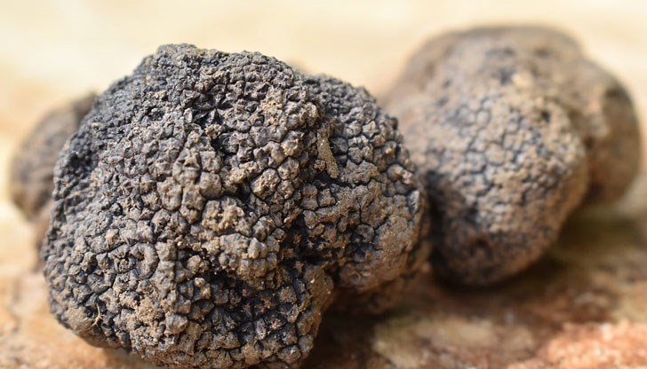 Който иска да събира трюфели "в горите и изънобработваемите терени", ще трябва първо да се снабди със съответното разрешително