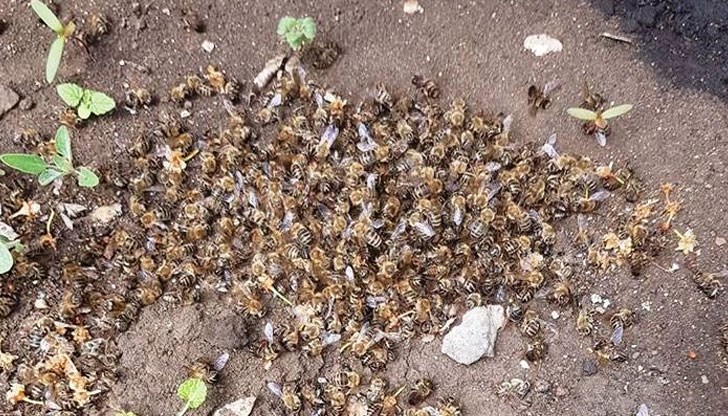 Най-потърпевши са пчеларите от община Балчик