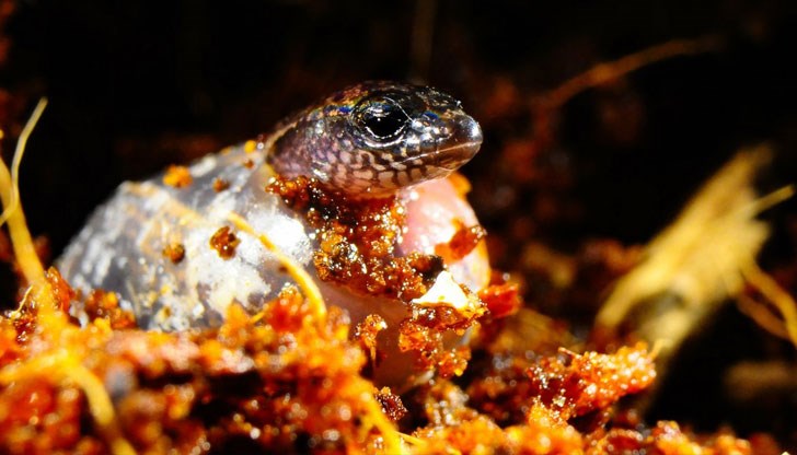 За първи път в света наблюдаваха гущер да снася яйца и след това да роди