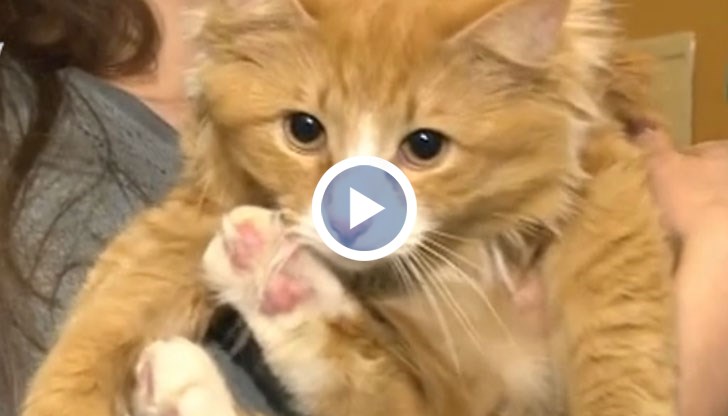 В кафенето може да срещнете още Лале, Аня и Чери