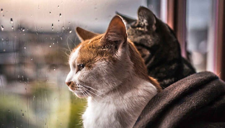 Гледайте котките си у дома - това е съветът на биолози от САЩ Гледайте котките си у дома - това е съветът на биолози от САЩ