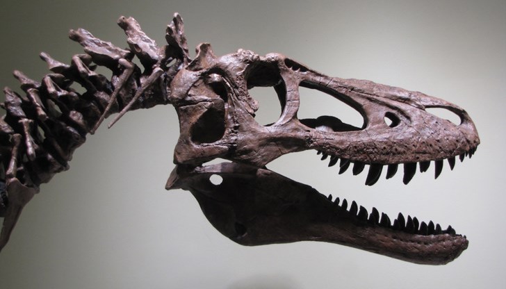 Редките вкаменелости се продават на цена от 2,95 милиона долара Редките вкаменелости се продават на цена от 2,95 милиона долара