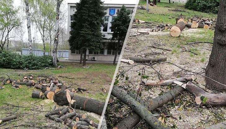 Около двадесет здрави дървета на около 40 години са отрязани