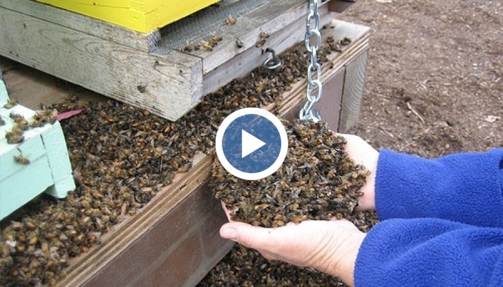 Земеделците масово не уведомяват с какво третират растенията, категоричен е пчелар