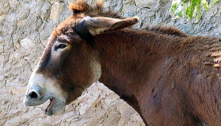 Защо казваме "кашляш като магаре", след като магарето не кашля, и "напил си се като свиня", след като свинята не пие Защо казваме "кашляш като магаре", след като магарето не кашля, и "напил си се като свиня", след като свинята не пие