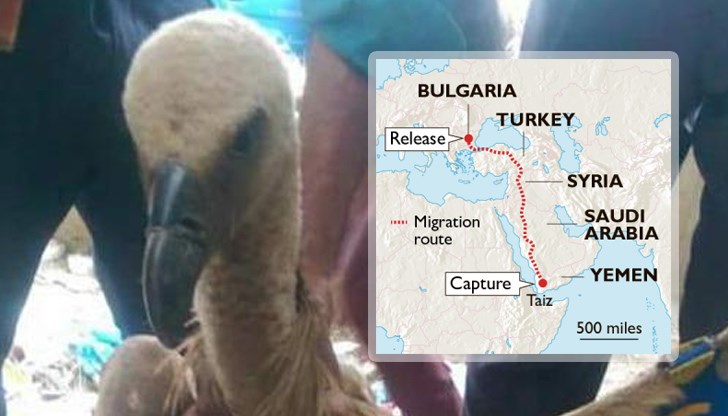 Европейски организации за защита на животните призоваха за неговото освобождаване