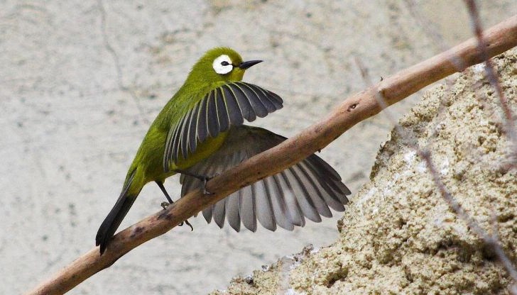 Откритието е направено на остров Сулавеси Откритието е направено на остров Сулавеси