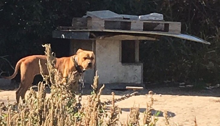 Задържани са 58 души. 9 кучета от породата „питбул“ са предадени на компетентните органи