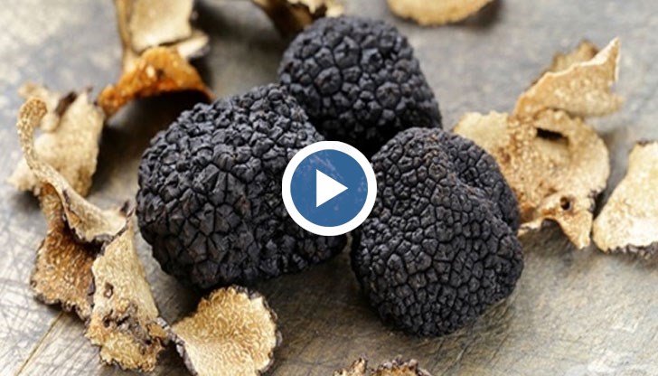 Откритието на ценната подземна гъба е от изключително значение за биологичното разнообразие на Балканския полуостров, смятат експерти