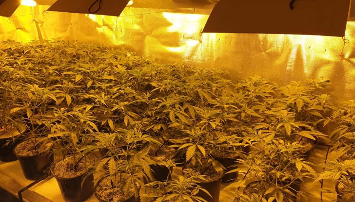 Част от ресторанта и бунгала са били прецизно оборудвани за оранжерии за отглеждане на канабис