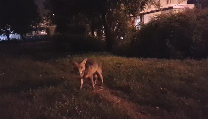 Появата на диво животно плаши хората Появата на диво животно плаши хората