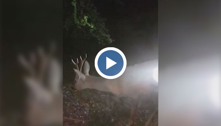 Пожарникари спасиха сърничка, заклещена в метална ограда