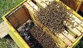 Масовият мор на пчели удари и Русе