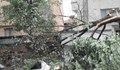 Дърво падна върху лек автомобил на булевард „Цар Освободител"