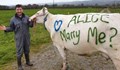 Британец предложи брак на любимата си с крава