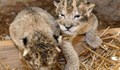 Новородени лъвчета починаха от премръзване в хасковския зоопарк