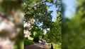 Опасно дърво в двора на СУ "Васил Левски"