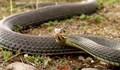 Бум на змии в Смолянско