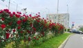 Четири сорта рози красят булевард „Липник“