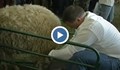 Национален събор на овцевъдите в България