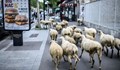Френско училище записа 15 овце, за да не му закрият паралелка