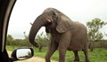 Гладен слон нападна туристка в Китай