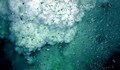 Откриха един от най-големите подводни вулкани на Земята