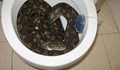 Змия изскочи от тоалетна чиния и ухапа мъж от Флорида